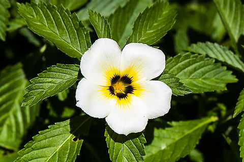 Cuban buttercup  Australia,Cuban Buttercup,Fall,Geotagged,Turnera subulata