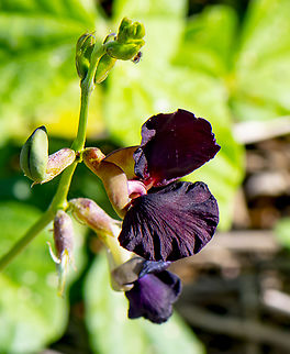 Purple Bush Pea  Australia,Fall,Geotagged,Macroptilium atropurpureum