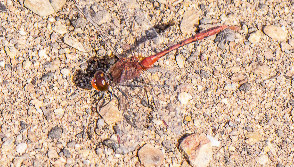 Wandering Percher  Australia,Diplacodes bipunctata,Fall,Geotagged,Wandering Percher
