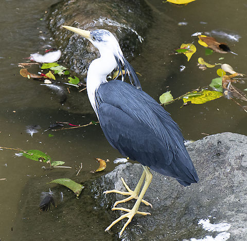 Pied Heron  Australia,Egretta picata,Fall,Geotagged,Pied heron
