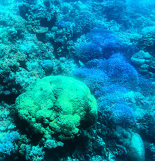 At Agincourt Reef  Australia,Fall,Geotagged