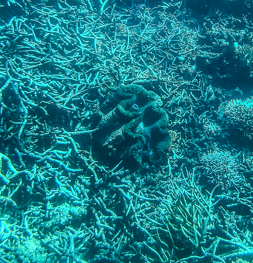 Giant Clam  Australia,Fall,Fluted giant clam,Geotagged,Giant clam,Southern giant clam,Tridacna (Tridacna) gigas,Tridacna derasa,Tridacna squamosa