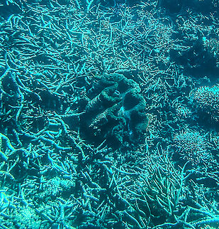 Giant Clam  Australia,Fall,Fluted giant clam,Geotagged,Giant clam,Southern giant clam,Tridacna (Tridacna) gigas,Tridacna derasa,Tridacna squamosa