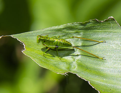 Long horned Katydid  Australia,Ephippitytha trigintiduoguttata,Fall,Geotagged,Spotted katydid