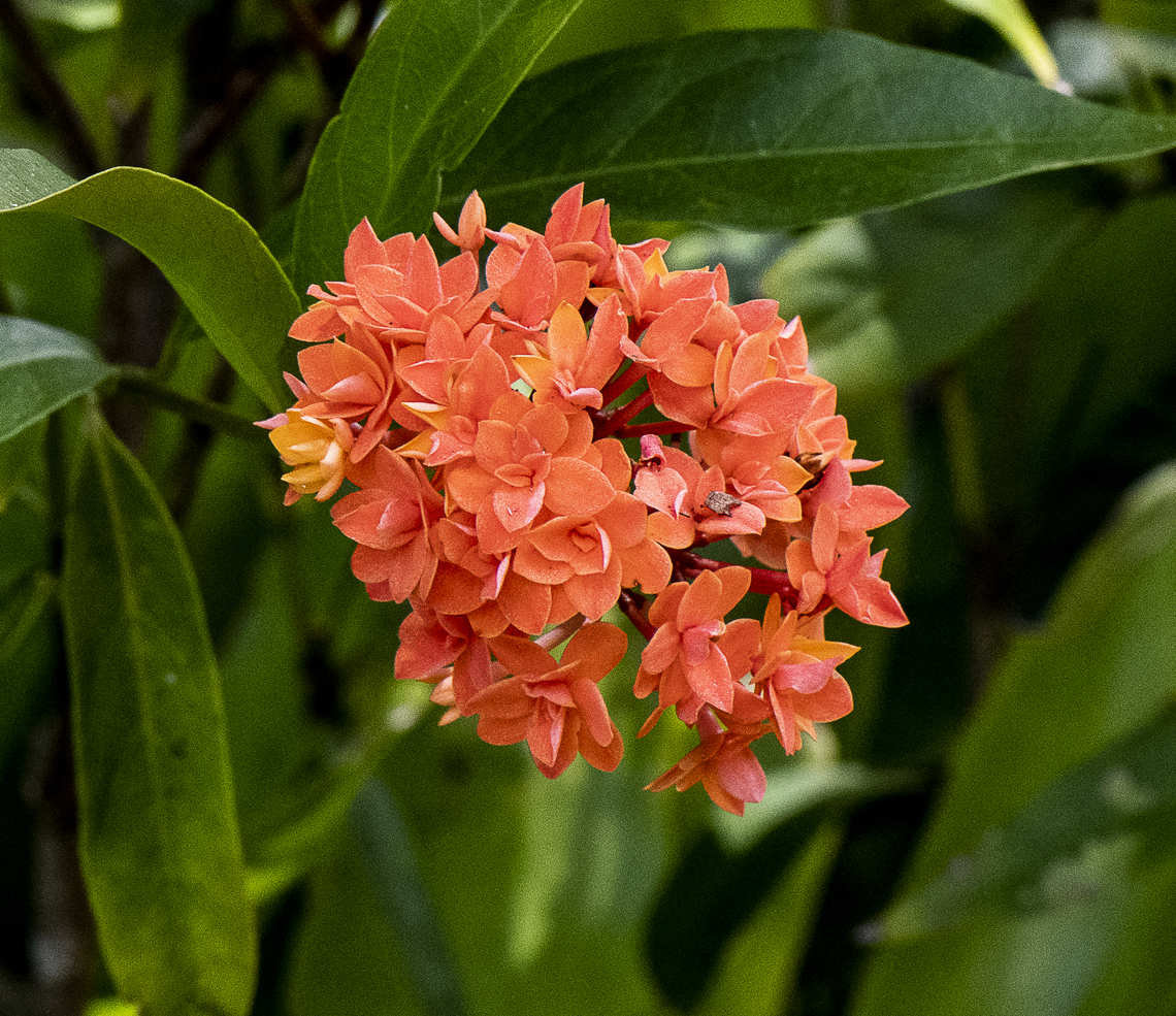 Chinese Ixora  Australia,Fall,Geotagged,Ixora chinensis