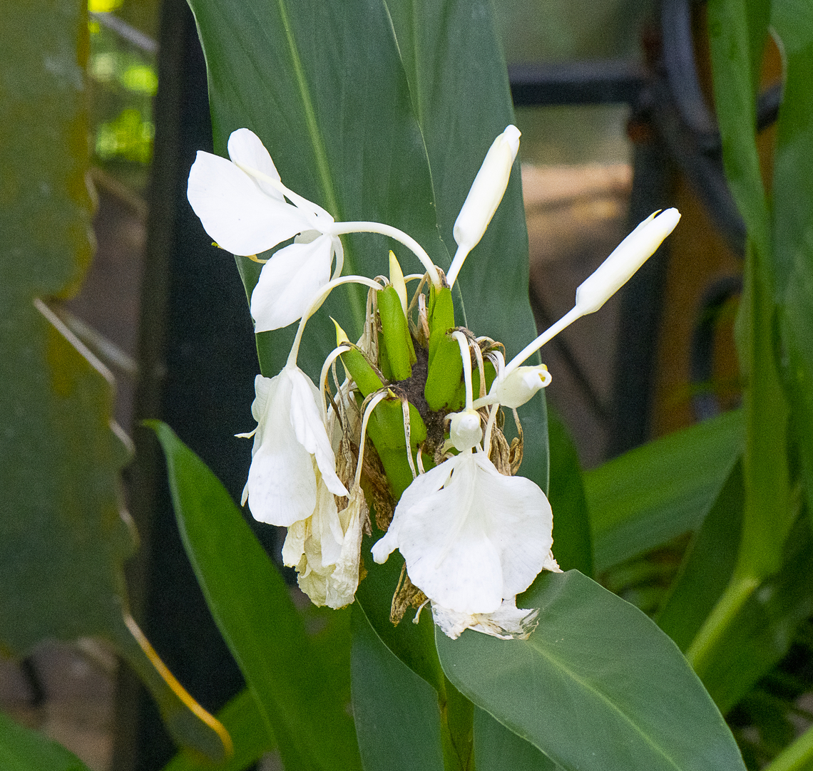 White Ginger  Australia,Fall,Geotagged,Hedychium coronarium,White Ginger