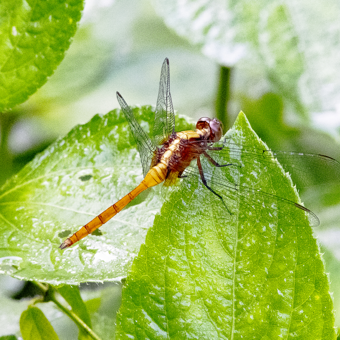 Fiery Skimmer - Orthetrum villosovittatum  Australia,Fall,Fiery Skimmer,Geotagged,Orthetrum villosovittatum