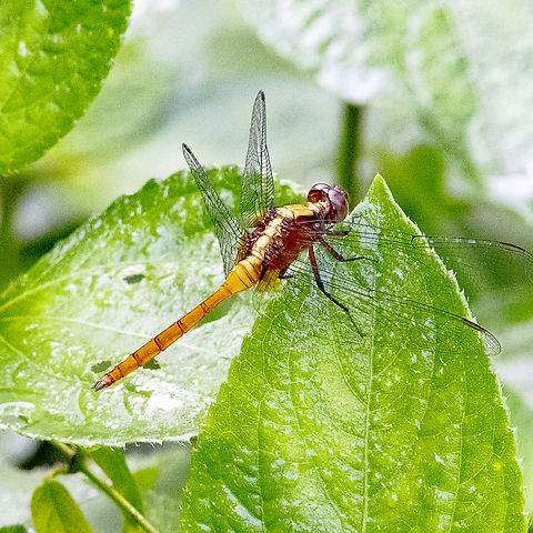 Fiery Skimmer - Orthetrum villosovittatum  Australia,Fall,Fiery Skimmer,Geotagged,Orthetrum villosovittatum