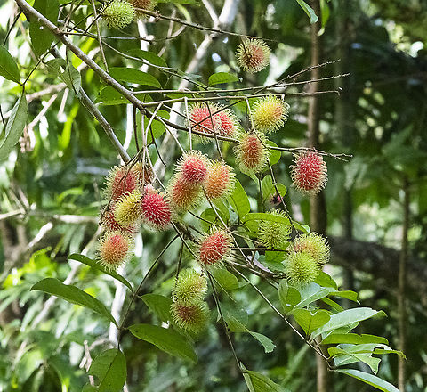 Rambutan  Australia,Fall,Geotagged,Nephelium lappaceum,Rambutan