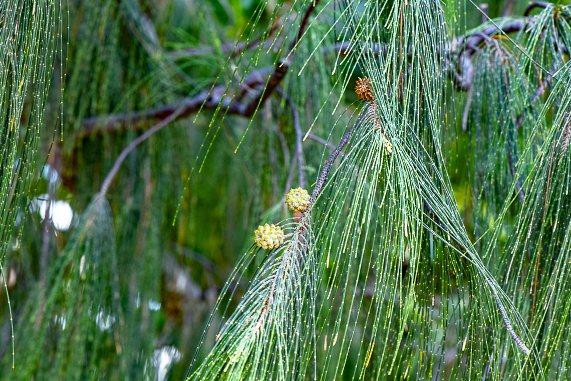 Beach Sheoak  Australia,Beach Sheoak,Casuarina equisetifolia,Fall,Geotagged