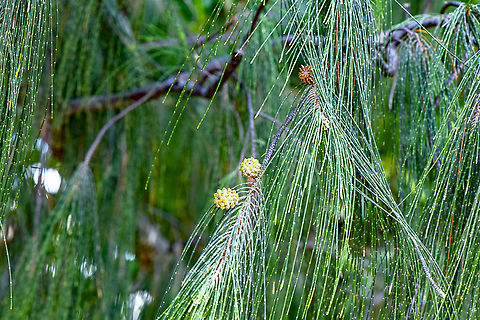 Beach Sheoak  Australia,Beach Sheoak,Casuarina equisetifolia,Fall,Geotagged
