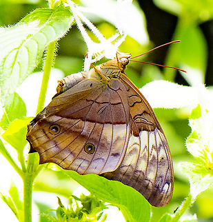 Chocolate Pansy  Australia,Chocolate soldier,Fall,Geotagged,Junonia iphita