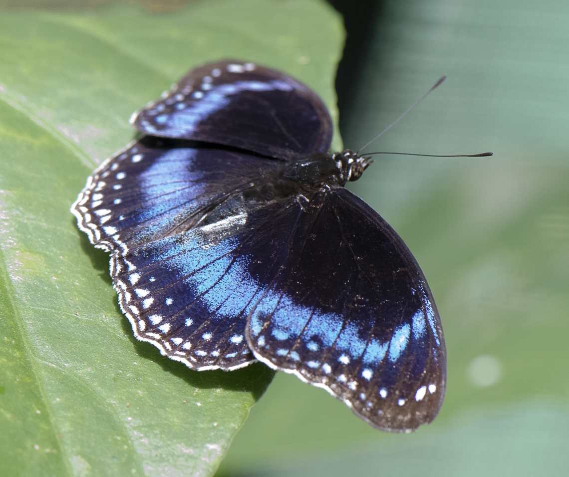 Blue Banded Eggfly - Hypolimnas Alimena  Australia,Fall,Geotagged,Great eggfly,Hypolimnas Alimena,Hypolimnas alimena,Hypolimnas bolina