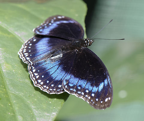 Blue Banded Eggfly - Hypolimnas Alimena  Australia,Fall,Geotagged,Great eggfly,Hypolimnas Alimena,Hypolimnas alimena,Hypolimnas bolina