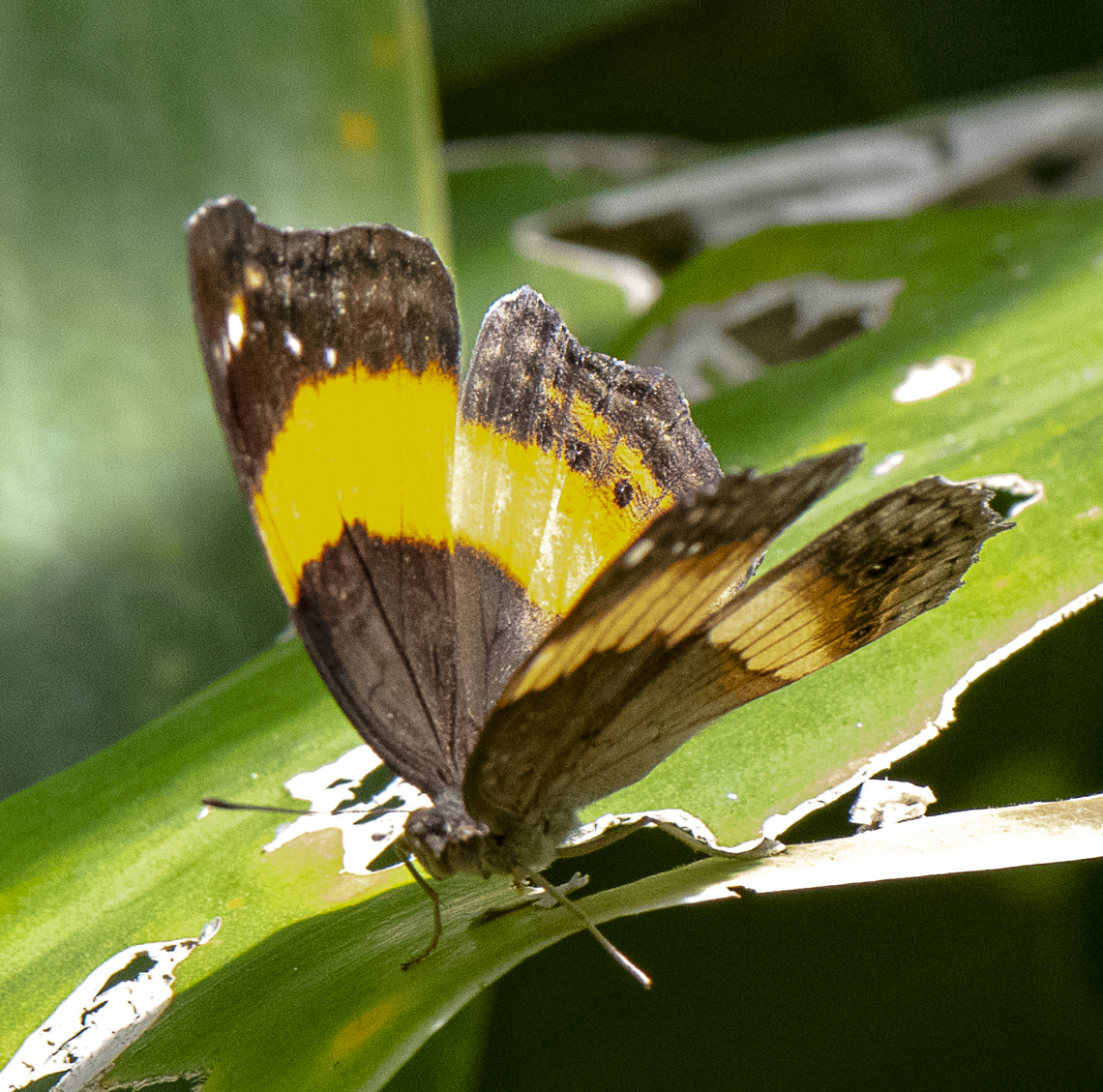 Soldier Pansy  Australia,Fall,Geotagged,Junonia terea,Soldier pansy