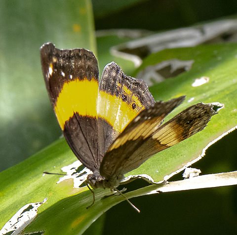 Soldier Pansy  Australia,Fall,Geotagged,Junonia terea,Soldier pansy