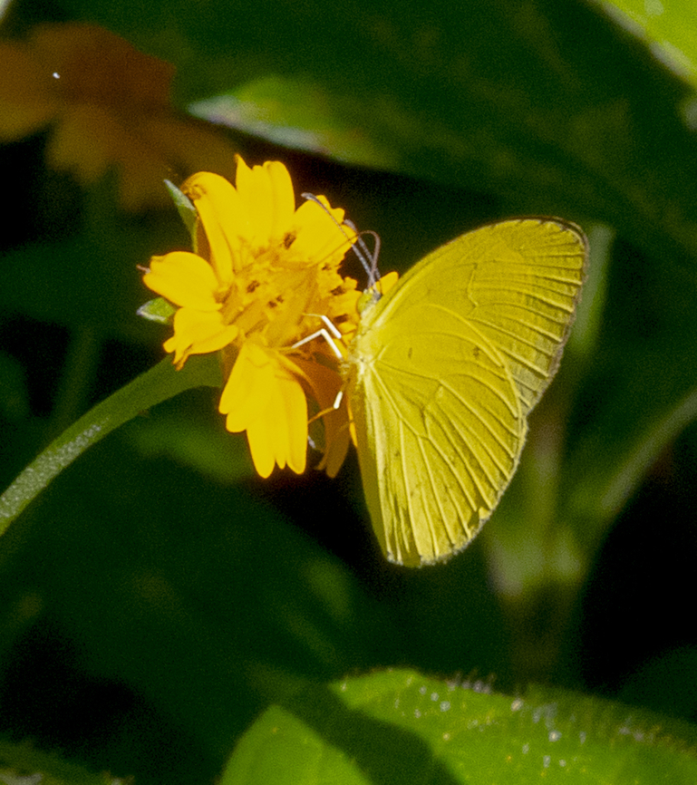 Pure gold -   Small Grass Yellow  Australia,Eurema brigitta,Fall,Geotagged,Small grass yellow