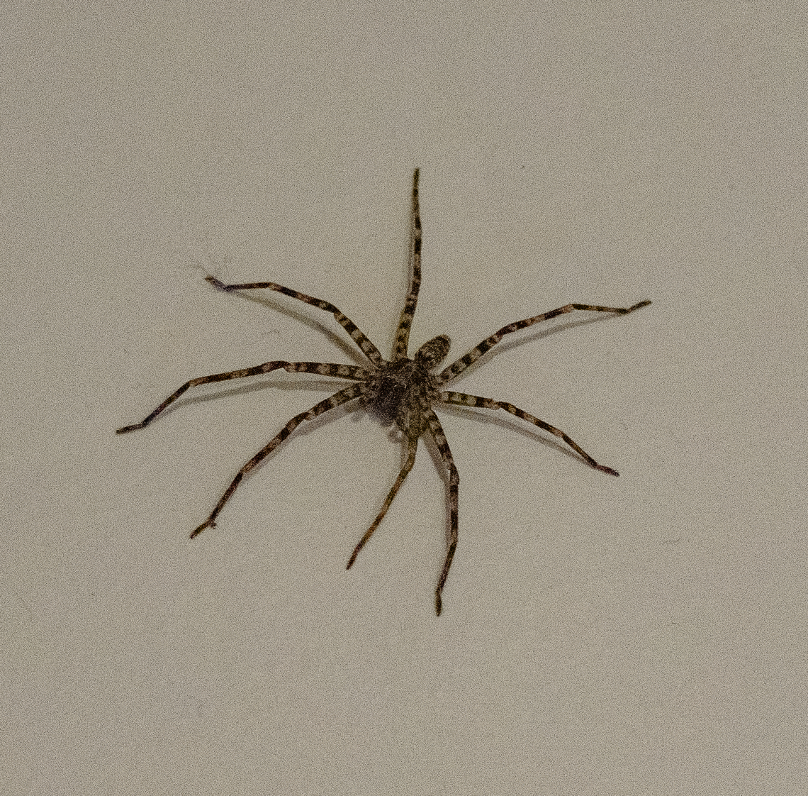 Huntsman Spider - Heteropoda jugulans or similar  Australia,Brisbane Huntsman,Fall,Geotagged,Heteropoda jugulans