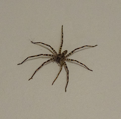 Huntsman Spider - Heteropoda jugulans or similar  Australia,Brisbane Huntsman,Fall,Geotagged,Heteropoda jugulans