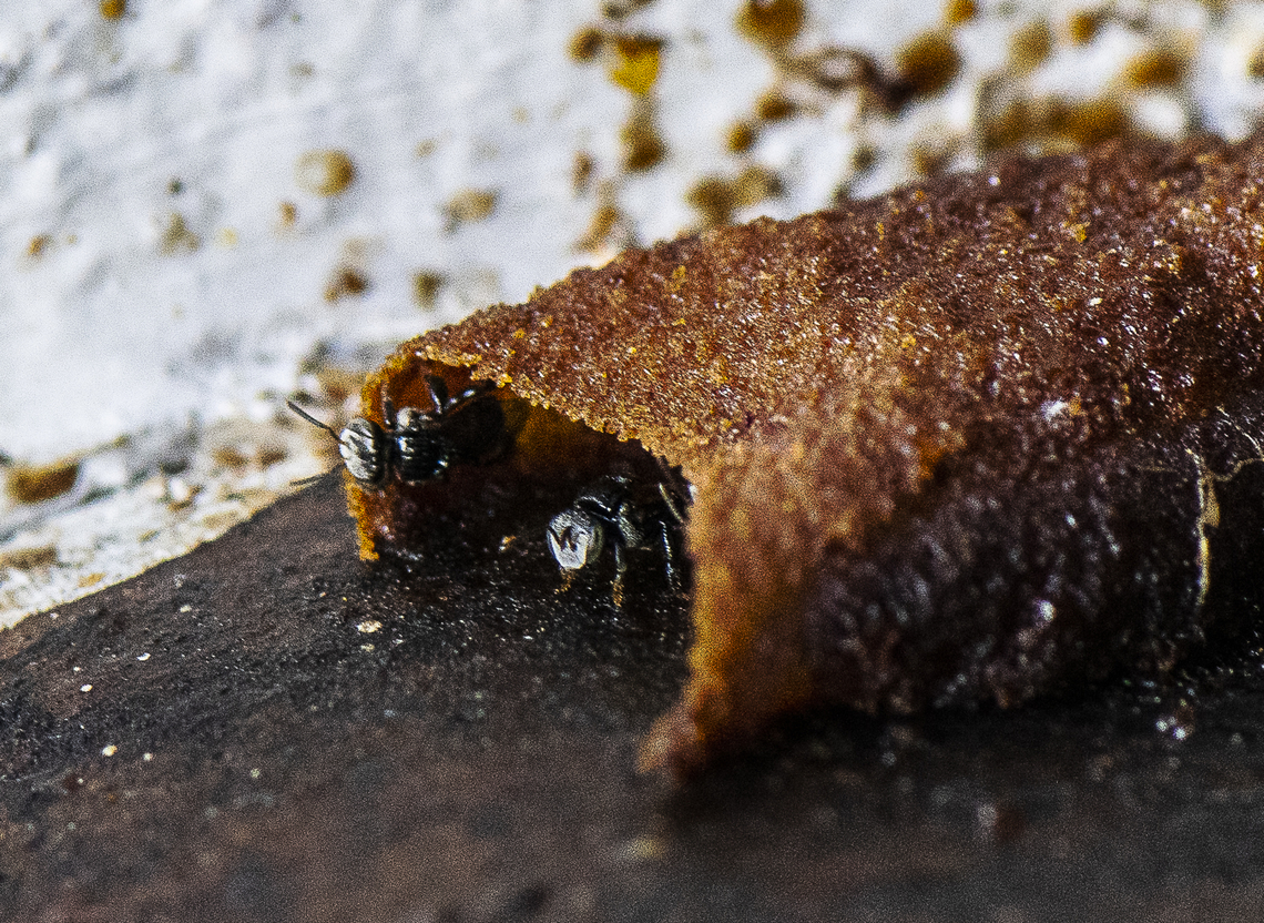 Brandy Snap Bees - Tetragonula clypearis ? This very tiny bee  (4mm) was hard to photograph. I've called them brandy snap because of their 'nest'<br />
<br />
 Australia,Fall,Geotagged