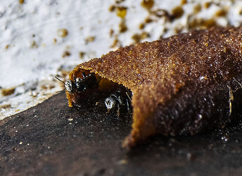 Brandy Snap Bees - Tetragonula clypearis ? This very tiny bee  (4mm) was hard to photograph. I've called them brandy snap because of their 'nest'

 Australia,Fall,Geotagged