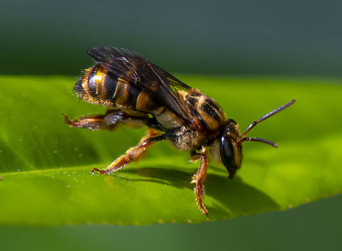 Black and gold  bee  Amegilla bombiformis,Australia,Fall,Geotagged,Teddy Bear Bee