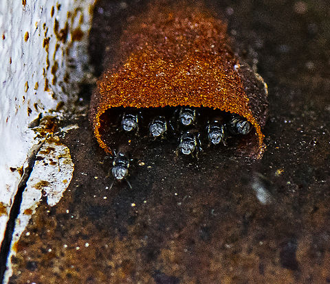 Brandy Snap Bees - Tetragonula clypearis or similar These stingless bees were on an outside wooden window ledge and literally had a runway to take off and land on Australia,Fall,Geotagged