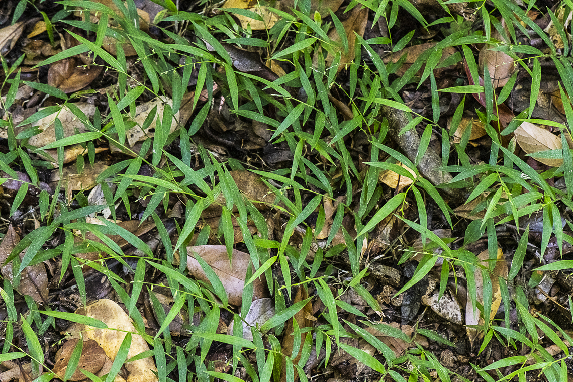 Basket Grass  Australia,Basket grass,Fall,Geotagged,Oplismenus hirtellus