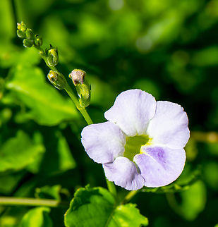 Bengal Trumpet  Australia,Bengal clockvine,Fall,Geotagged,Thunbergia grandiflora
