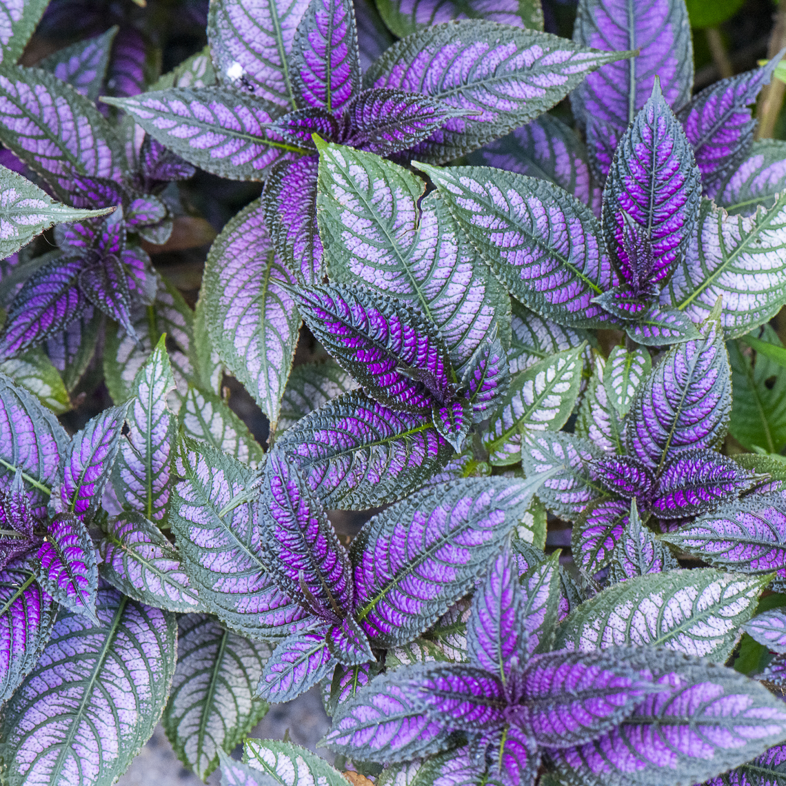 Tricolor - Strobilanthes auriculata  Australia,Fall,Geotagged,Strobilanthes auriculata