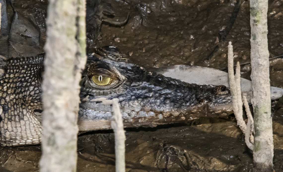 Youngish Saltwater Croc in the mangroves  Australia,Crocodylus porosus,Fall,Geotagged,Saltwater crocodile