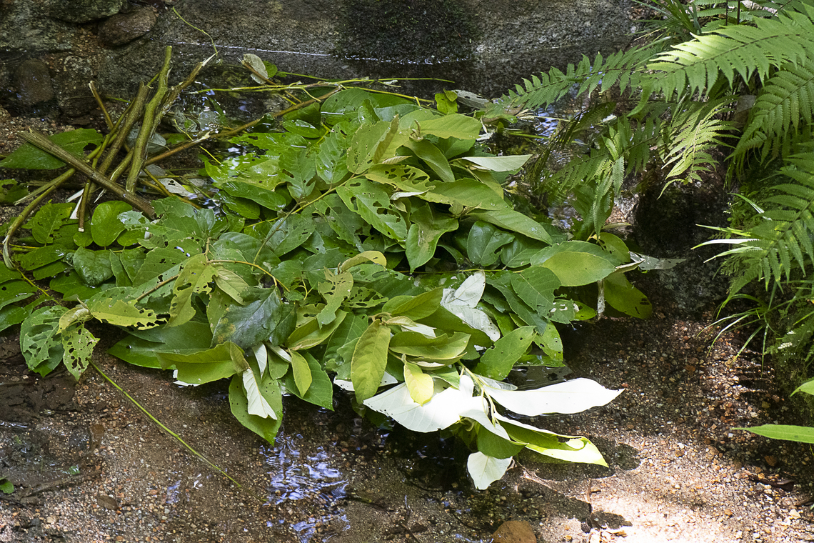 Sarsaparilla Ku Ku Yalangi people of the Mossman area used these leaves as a soap. Rub a bunch together and you end up with suds that smell like Dencorub Alphitonia excelsa,Australia,Fall,Geotagged