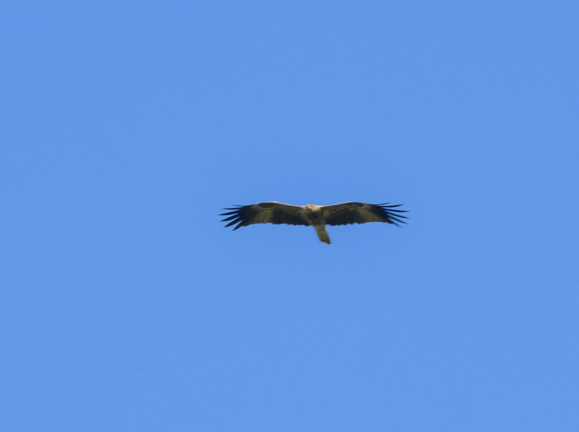 Brahminy Kite Hard to get in flight. Australia,Brahminy kite,Fall,Geotagged,Haliastur indus