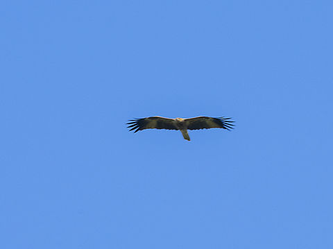 Brahminy Kite Hard to get in flight. Australia,Brahminy kite,Fall,Geotagged,Haliastur indus