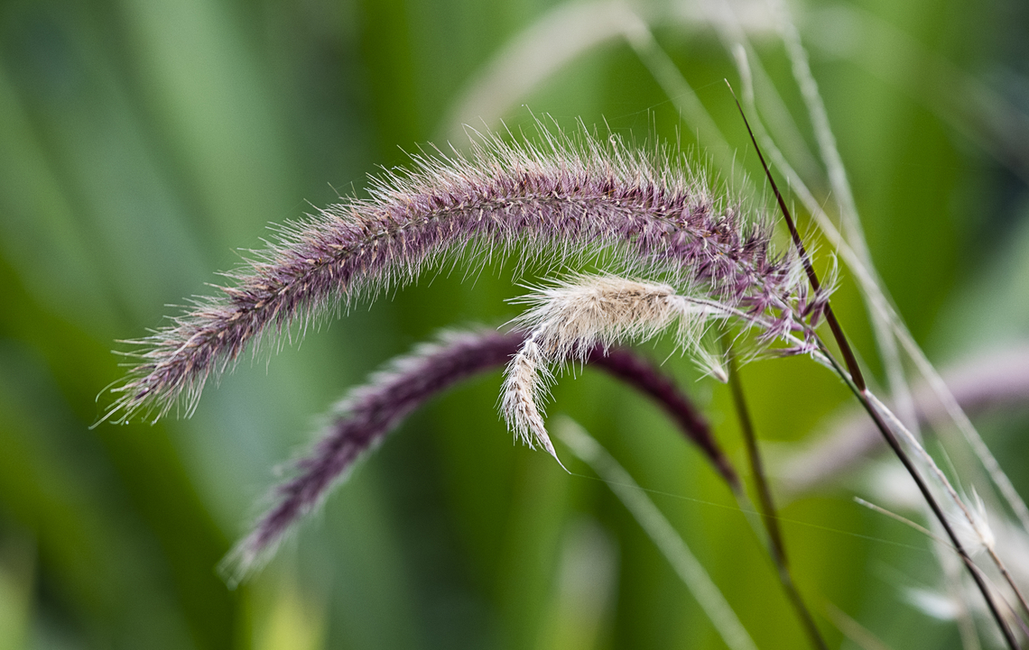 Fountain Grass  Australia,Crimson fountaingrass,Fall,Geotagged,Pennisetum setaceum