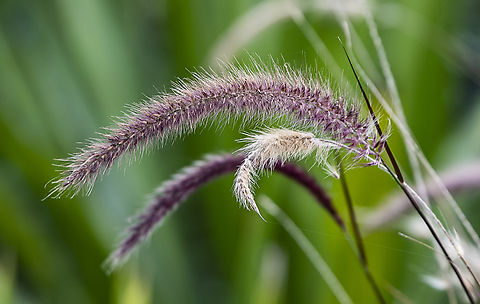 Fountain Grass  Australia,Crimson fountaingrass,Fall,Geotagged,Pennisetum setaceum