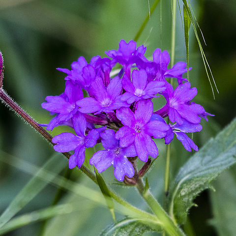 Slender Vervain  Australia,Fall,Geotagged,Verbena rigida