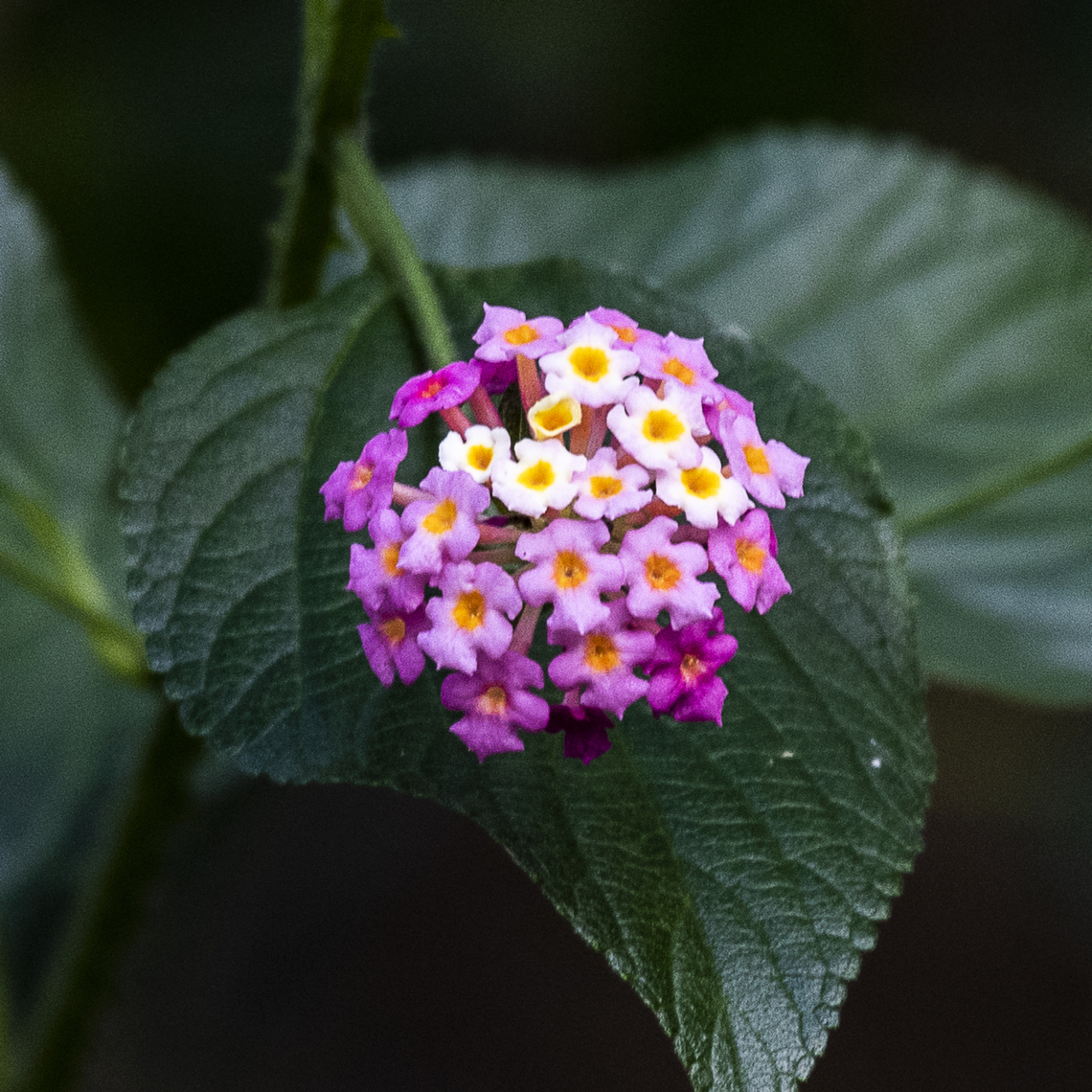 Lantana  Australia,Common Lantana,Fall,Geotagged,Lantana camara