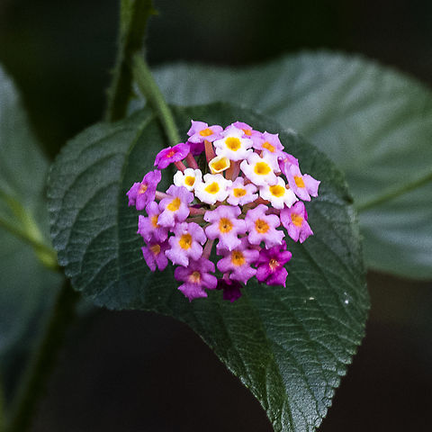 Lantana  Australia,Common Lantana,Fall,Geotagged,Lantana camara