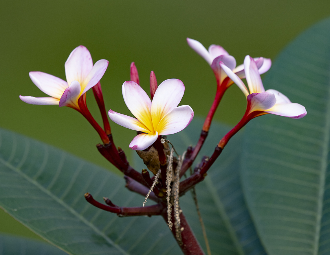 Plumeria rubra - Frangipani  Australia,Common frangipani,Fall,Geotagged,Plumeria rubra