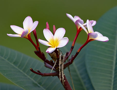 Plumeria rubra - Frangipani  Australia,Common frangipani,Fall,Geotagged,Plumeria rubra