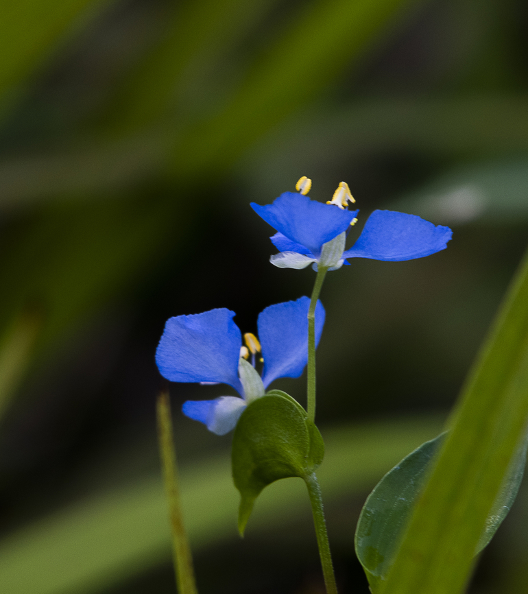 Climbing Dayflower  Australia,Climbing dayflower,Commelina diffusa,Fall,Geotagged