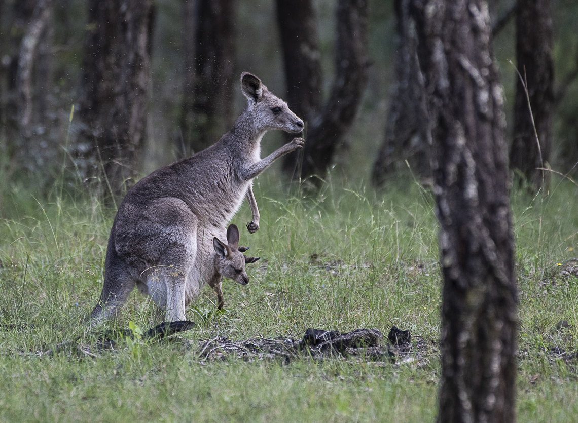 Just hanging out with mum I am a little joey - me farver was a roo - me muvver was anuver and me bruvver was one too<br />
We&#039;d hop around the gullies and eat up all yer grain - We&#039;d trample down yer fences for you to build again<br />
Well one night it happened - the shooters got me Pa - they got me little bruvver who was hanging on to Ma<br />
I am all that&#039;s left now - I&#039;m a really blue grey roo - cos they shipped me off to Sydney town and put me in a zoo<br />
So if you come to visit please ask for me by name<br />
I&#039;m the son of Big Boing Boomer - pride of the Nulla Nulla Plain Australia,Eastern grey kangaroo,Fall,Geotagged,Macropus giganteus