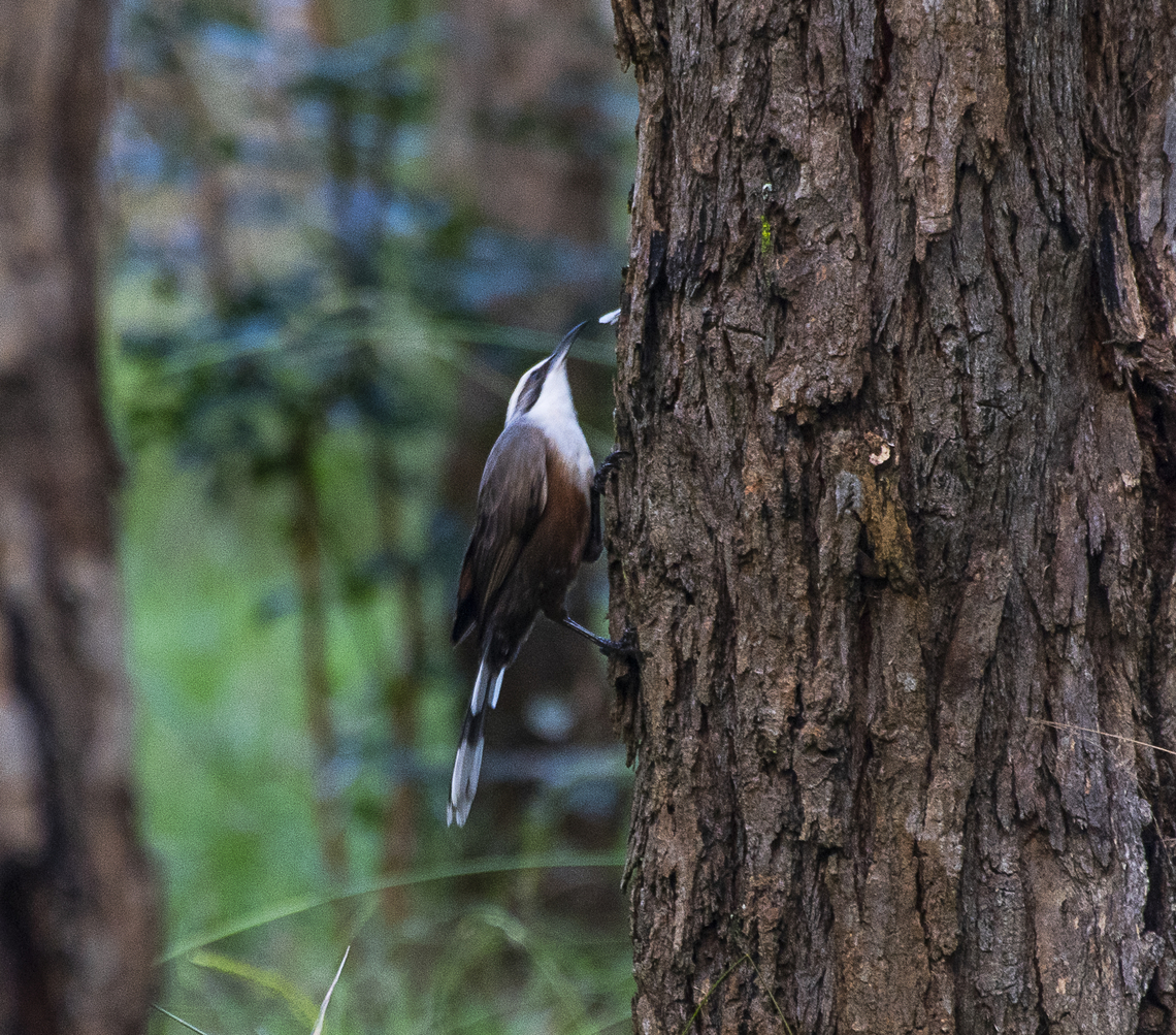 Pomatostomus superciliosus - White-browed babbler  Australia,Fall,Geotagged,Pomatostomus superciliosus,White-browed babbler