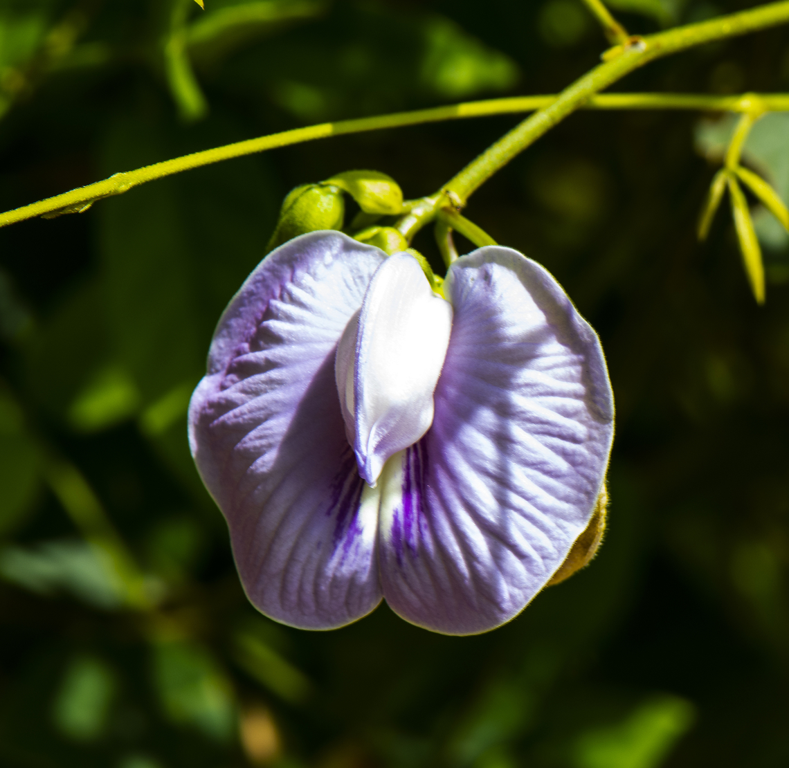 Centrosema molle Native to Mexico, Central America (i.e. Costa Rica, El Salvador, Guatemala, Honduras, Nicaragua and Panama) the Caribbean and tropical South America (i.e. Venezuela, Brazil, Bolivia, Colombia, Ecuador and Peru. Planted elsewhere as a legume for stock. Thrives in tropical and sub tropical areas Australia,Centrosema molle,Fall,Geotagged,Soft Butterfly-Pea