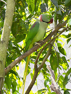 Alexandrine Parakeet ♂︎  Alexandrine parakeet,Australia,Fall,Geotagged,Psittacula eupatria