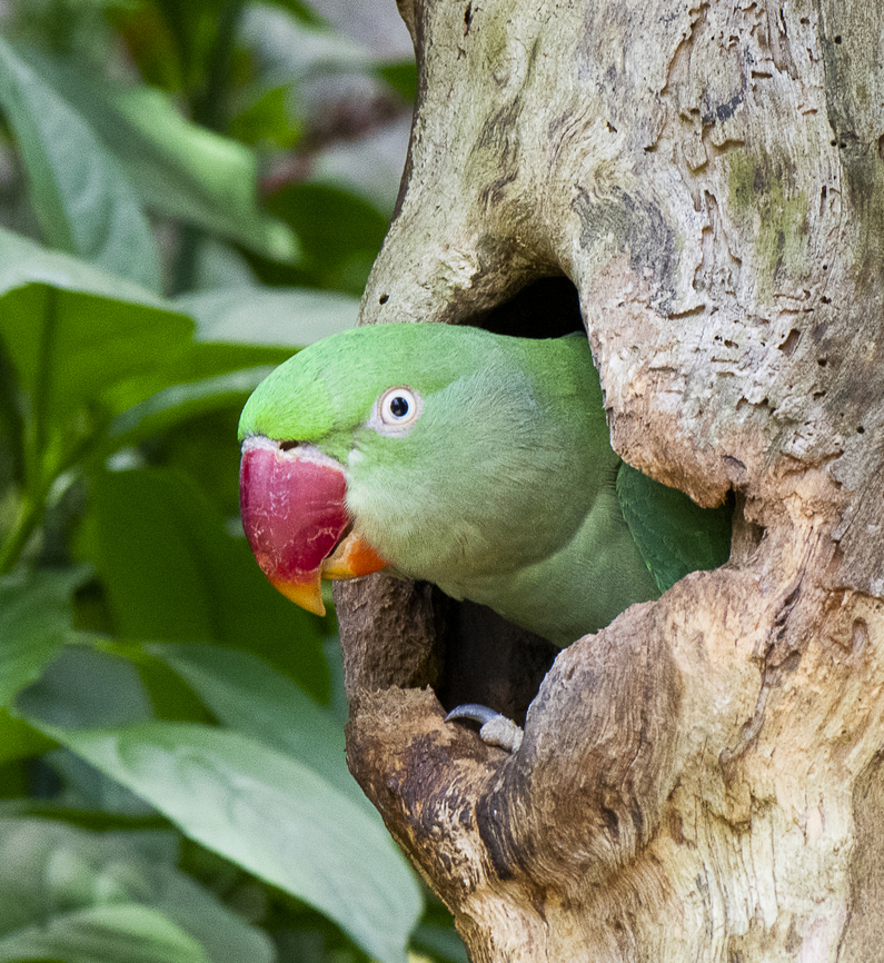 At Home - Alexandrine Parrot ♀︎  Alexandrine parakeet,Australia,Fall,Geotagged,Psittacula eupatria