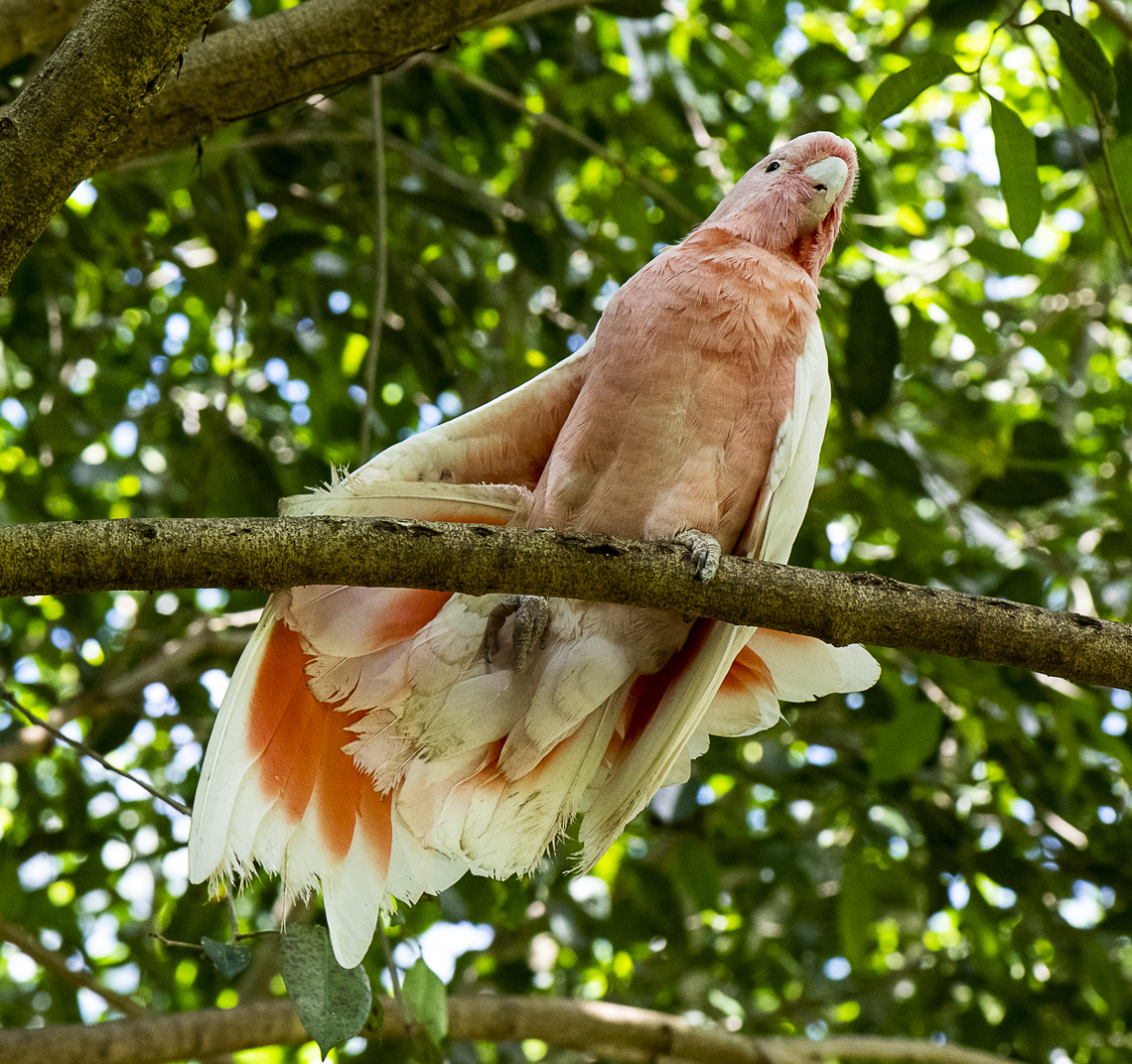 Major Mitchell Cockatoo  Australia,Fall,Geotagged,Lophochroa leadbeateri,Major Mitchells cockatoo