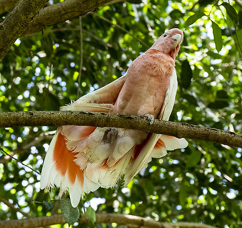 Major Mitchell Cockatoo  Australia,Fall,Geotagged,Lophochroa leadbeateri,Major Mitchells cockatoo