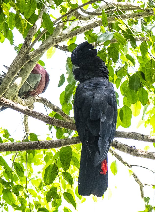 Red Tailed Black Cockatoo Having a chat with a Major Mitchell Australia,Calyptorhynchus banksii,Fall,Geotagged,Red-tailed black cockatoo